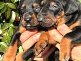 Üst kalite king doberman yavrularım