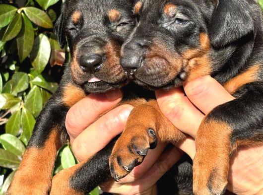 Üst kalite king doberman yavrularım