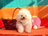 Pomeranian Boo Teddy Bear Yavrularımız