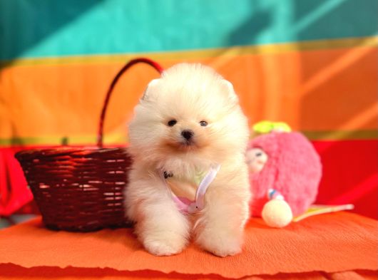 Pomeranian Boo Teddy Bear Yavrularımız görsel