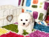 Bison Bebekler