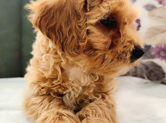 Maltipoo Yavrularımız görsel