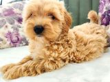 Maltipoo Yavrularımız