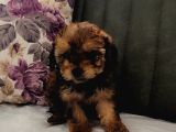 Toy Poodle Yavrularımız