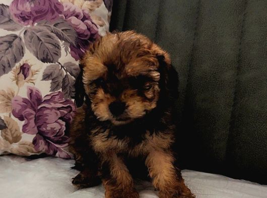 Toy Poodle Yavrularımız görsel