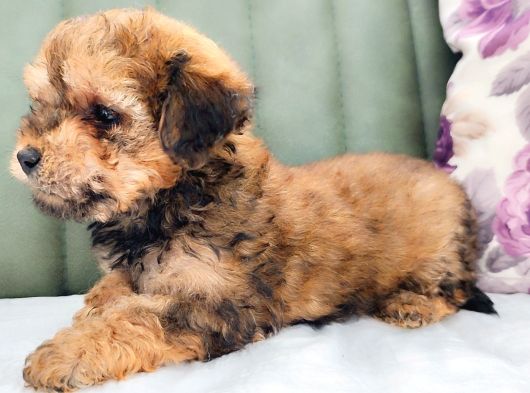 Toy Poodle Yavrularımız görsel