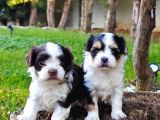 Morkie Yavrularımız
