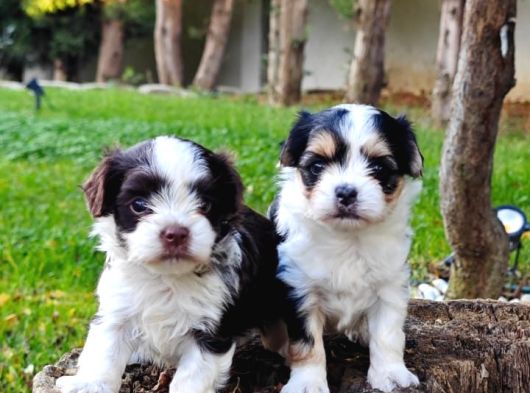 Morkie Yavrularımız görsel