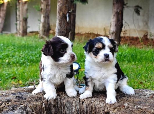 Morkie Yavrularımız görsel