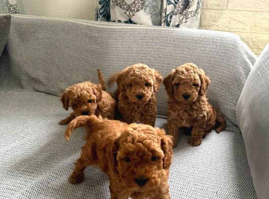 Irkinin En Sevimli Toy Poodle Yavrularimiz görsel