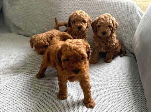 Irkinin En Sevimli Toy Poodle Yavrularimiz görsel