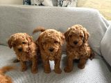 Irkinin En sevimli Toy Poodle Yavrularimiz