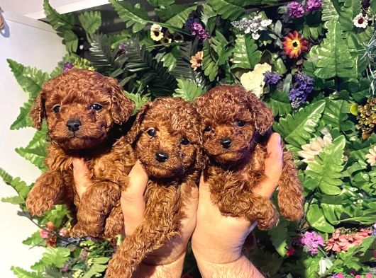 Mikro Teacup Korea Toy Poddle Bebeklerimiz görsel