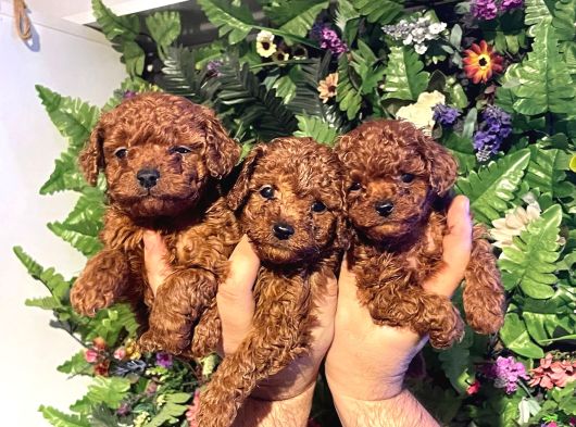 Mikro Teacup Korea Toy Poddle Bebeklerimiz görsel