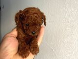 Aşili Toy Poddle Bebekleri̇mi̇z