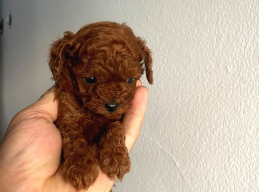 Aşili Toy Poddle Bebekleri̇mi̇z görsel