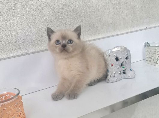 Minnoşlarım Tuvalet Eğitimli Kuru Mama Yiyor