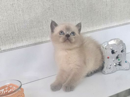 Minnoşlarım Tuvalet Eğitimli Kuru Mama Yiyor görsel