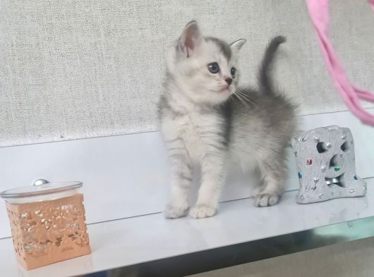 Minnoşlarım Tuvalet Eğitimli Kuru Mama Yiyor görsel
