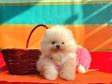 Pomeranian Boo Teddy Bear Yavrularımız