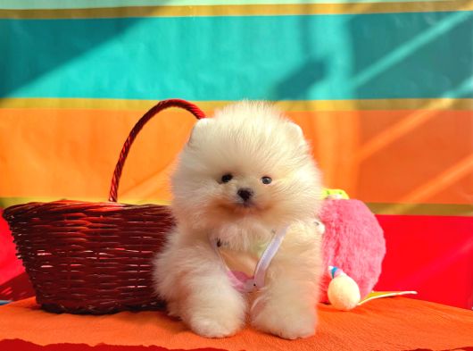 Pomeranian Boo Teddy Bear Yavrularımız görsel