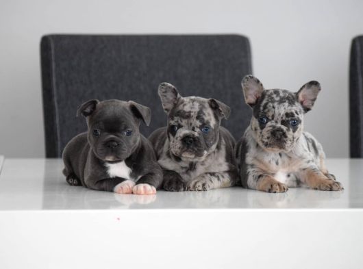 Fransiz Bulldog Yavrulari Çi̇ftli̇kten