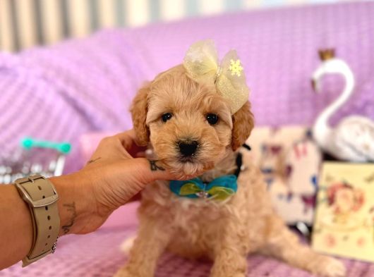 Maltipoo Mini Yavrularımız
