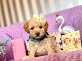 Maltipoo Mini Yavrularımız