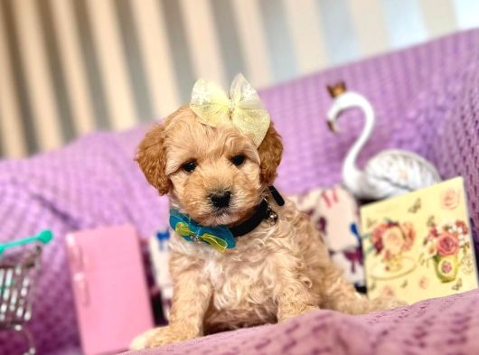 Maltipoo Mini Yavrularımız görsel