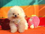 Pomeranian Boo Teddy Bear Yavrularımız