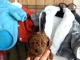 Güzeller Güzeli Toy Poodle Yavrularım