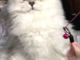 Longhair Güzeller