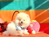 Pomeranian Boo Teddy Bear Yavrularımız