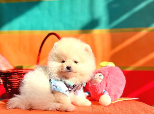 Pomeranian Boo Teddy Bear Yavrularımız görsel