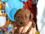 Güzeller güzeli toy poodle yavrularım