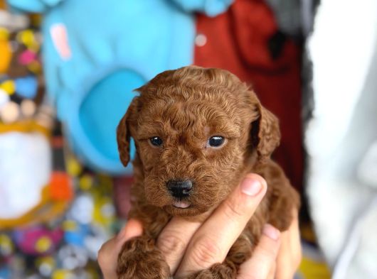 Güzeller Güzeli Toy Poodle Yavrularım
