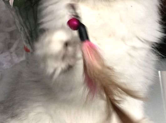 Longhair Güzeller görsel