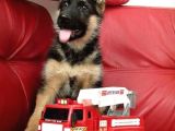 Almanların Efsaneleşen Köpeği Alman Kurdu Yavruları