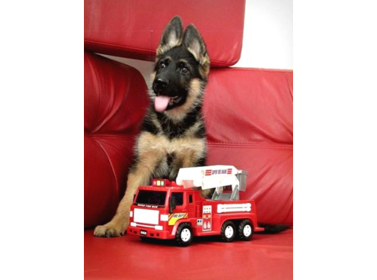 Almanların Efsaneleşen Köpeği Alman Kurdu Yavruları görsel