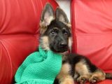 Almanların Efsaneleşen Köpeği Alman Kurdu Yavruları