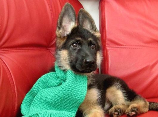 Almanların Efsaneleşen Köpeği Alman Kurdu Yavruları görsel