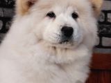 Çi̇n Aslani Chow Chow Yavruları Aşıları Tam