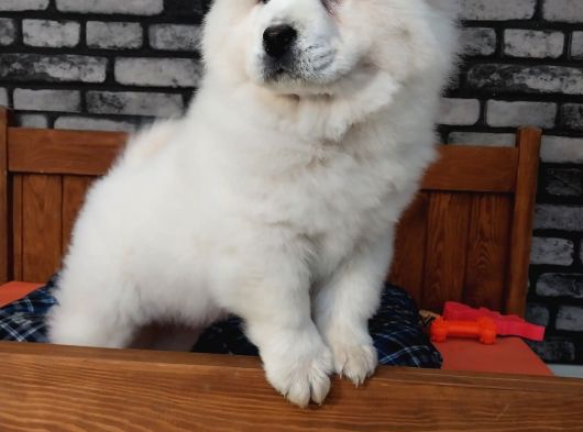 Çi̇n Aslani Chow Chow Yavruları Aşıları Tam görsel