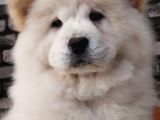 Çi̇n Aslani Chow Chow Yavruları Aşıları Tam