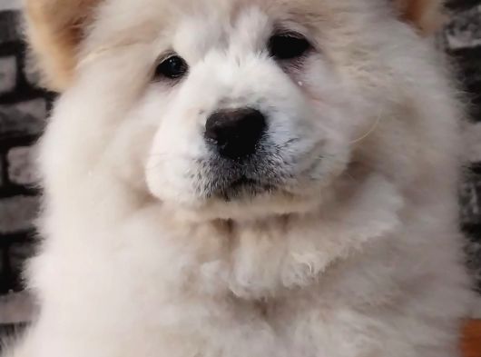 Çi̇n Aslani Chow Chow Yavruları Aşıları Tam görsel