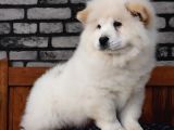 Çi̇n Aslani Chow Chow Yavruları Aşıları Tam