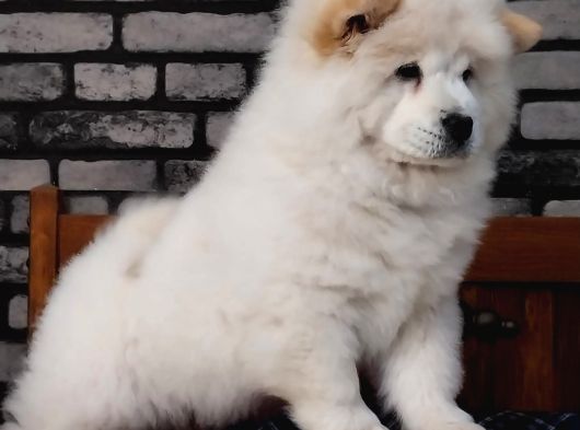 Çi̇n Aslani Chow Chow Yavruları Aşıları Tam