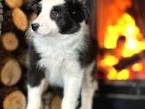 Benzersiz Güzellikte Border Collie Yavruları