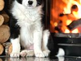 Benzersiz Güzellikte Border Collie Yavruları
