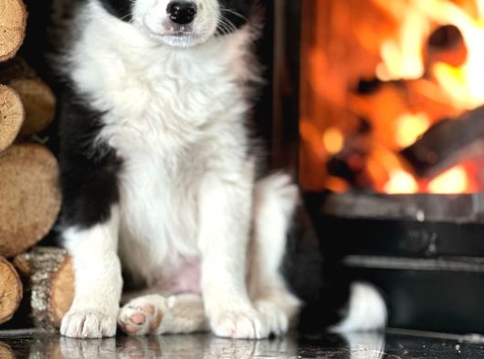 Benzersiz Güzellikte Border Collie Yavruları görsel